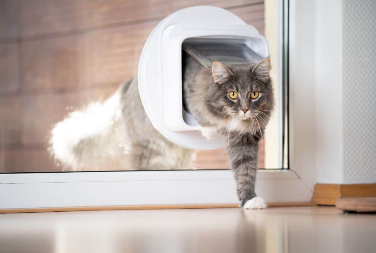 A gray tabby maine coon walking through a cat flap.