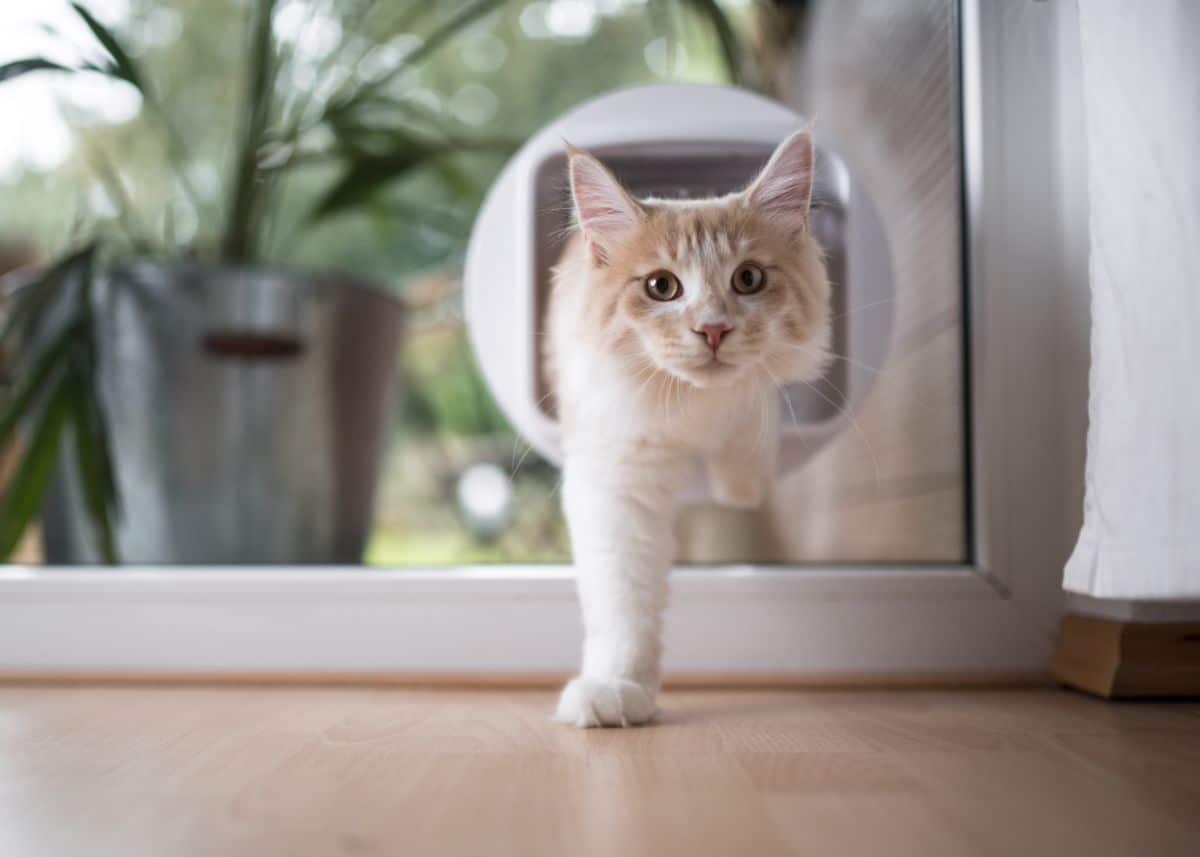 A white-creamy maine coon walking through a cat flap.