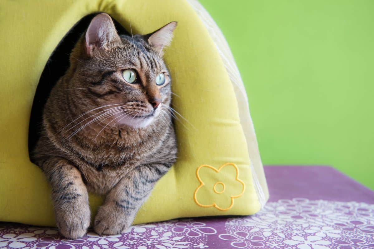 A tabby cat in a yellow cat house.