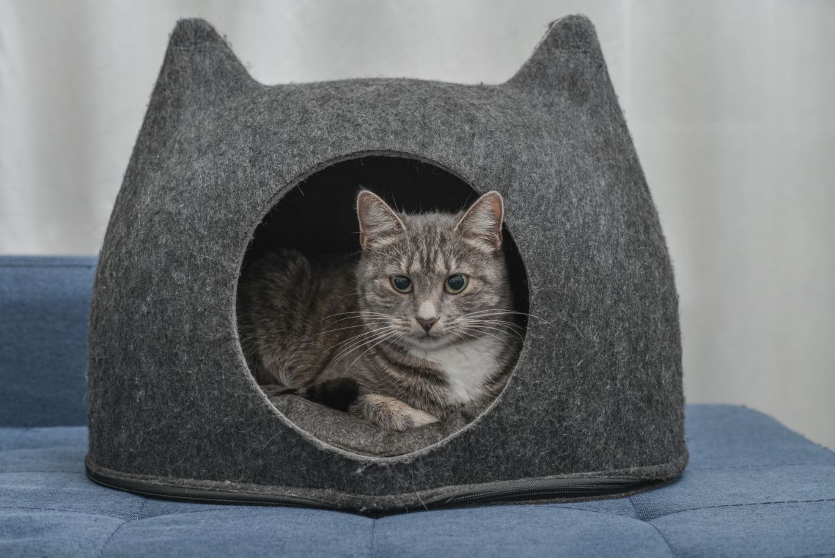 A gray cat in a gray cat house.