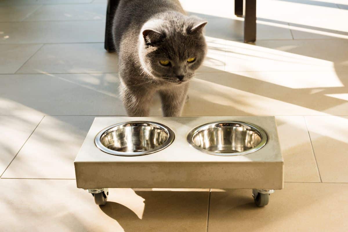 A gray cat standing behind elevated food bowls on a floor.