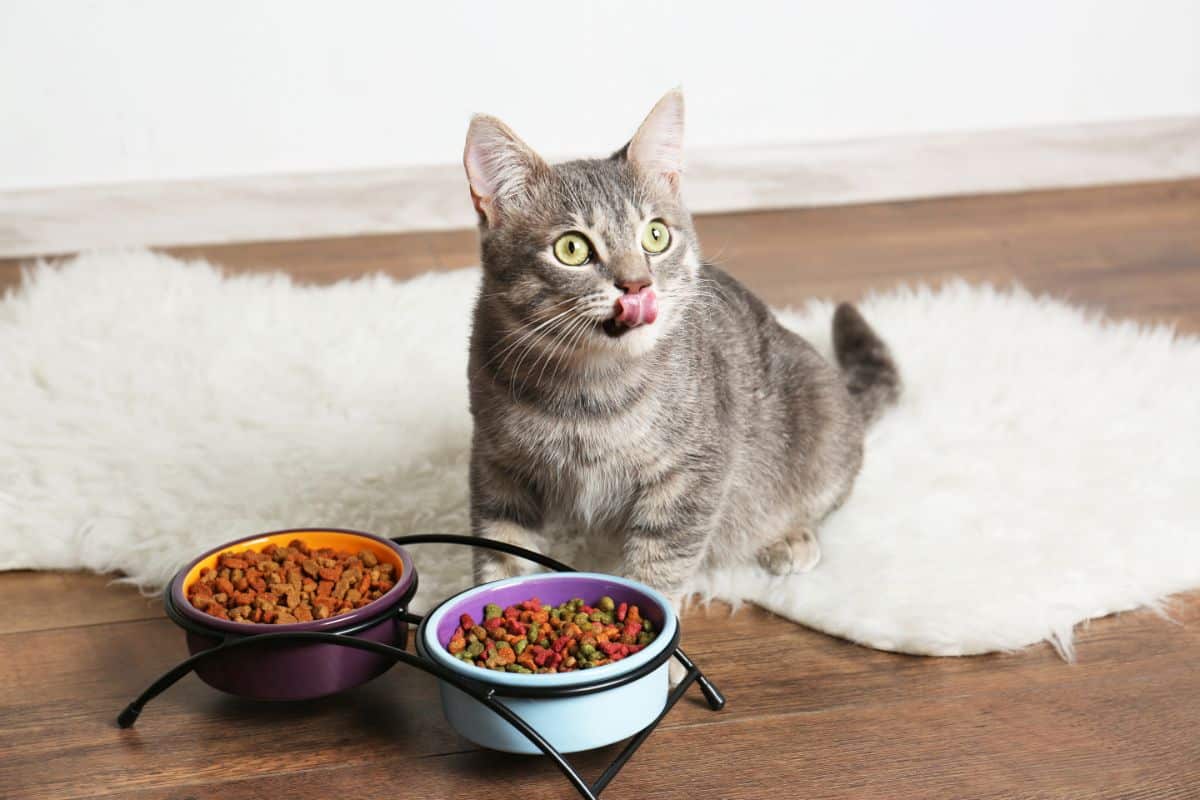 A gray cat with a tongue out sitting near elevated food bowl on a floor.