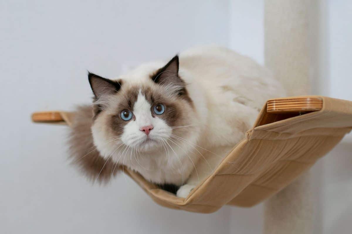 A brown-cream cat sitting in a cat shelf hanged on a wall.