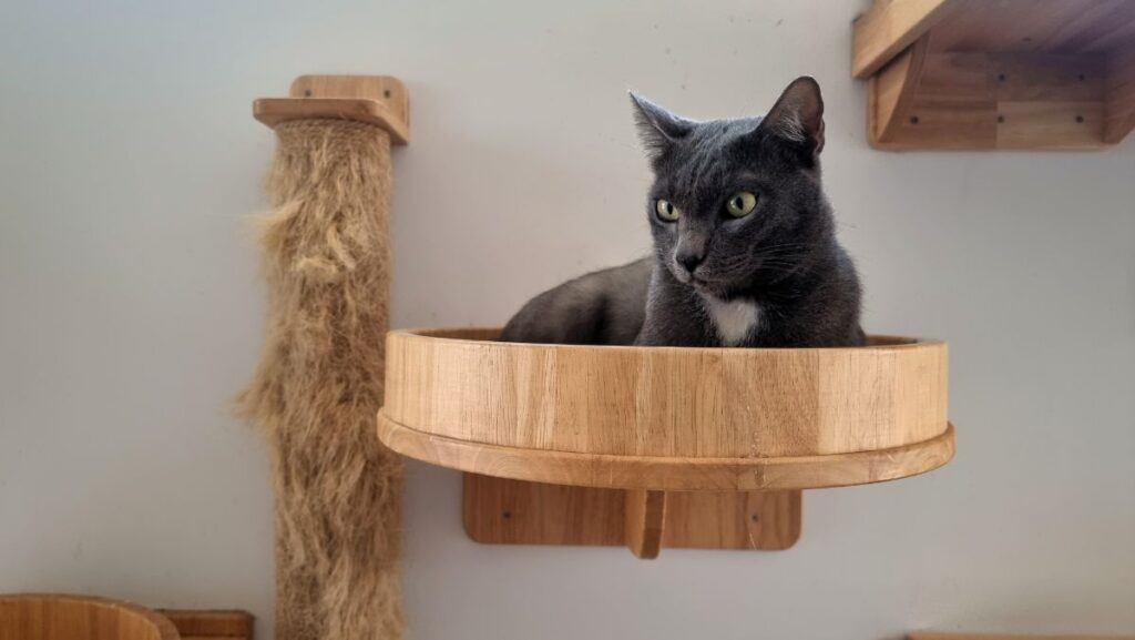 7 Unique Cat Shelves Your Maine Coon Will Love (Big Sizes)