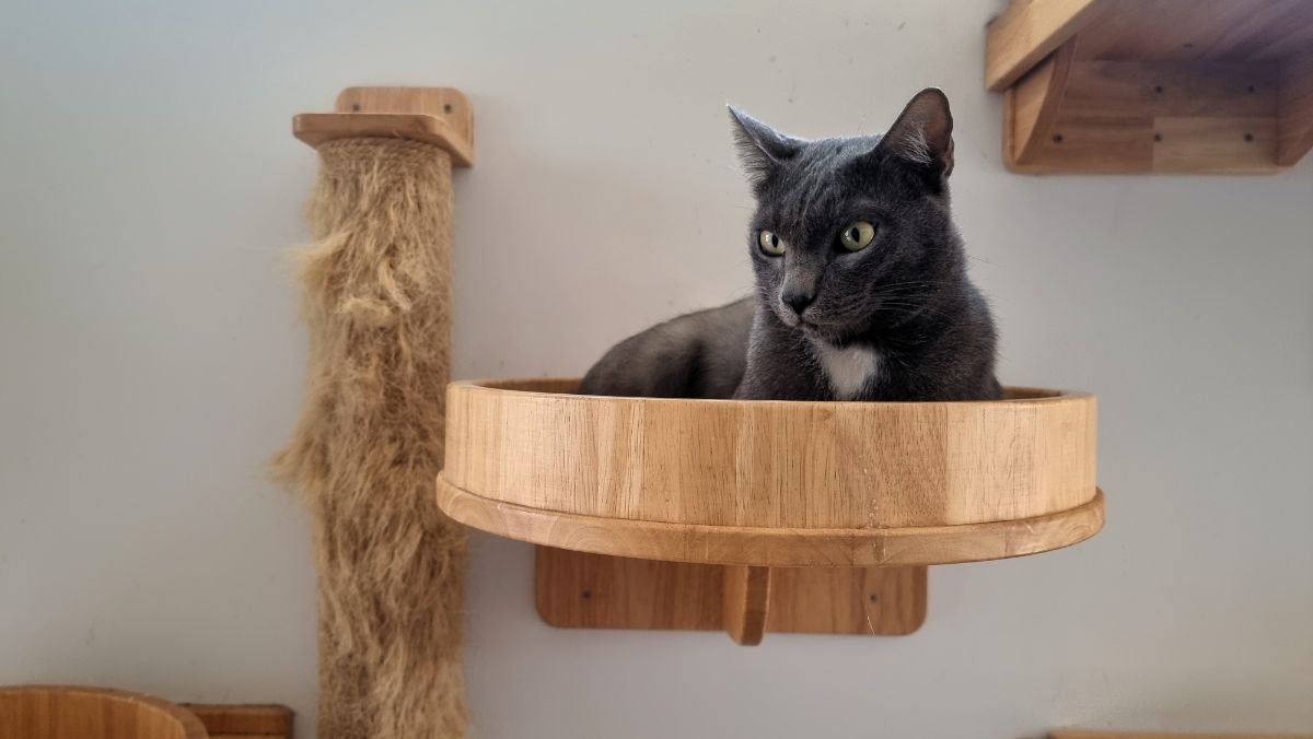A black-white cat sitting in a wooden shelf hanged on a wall.