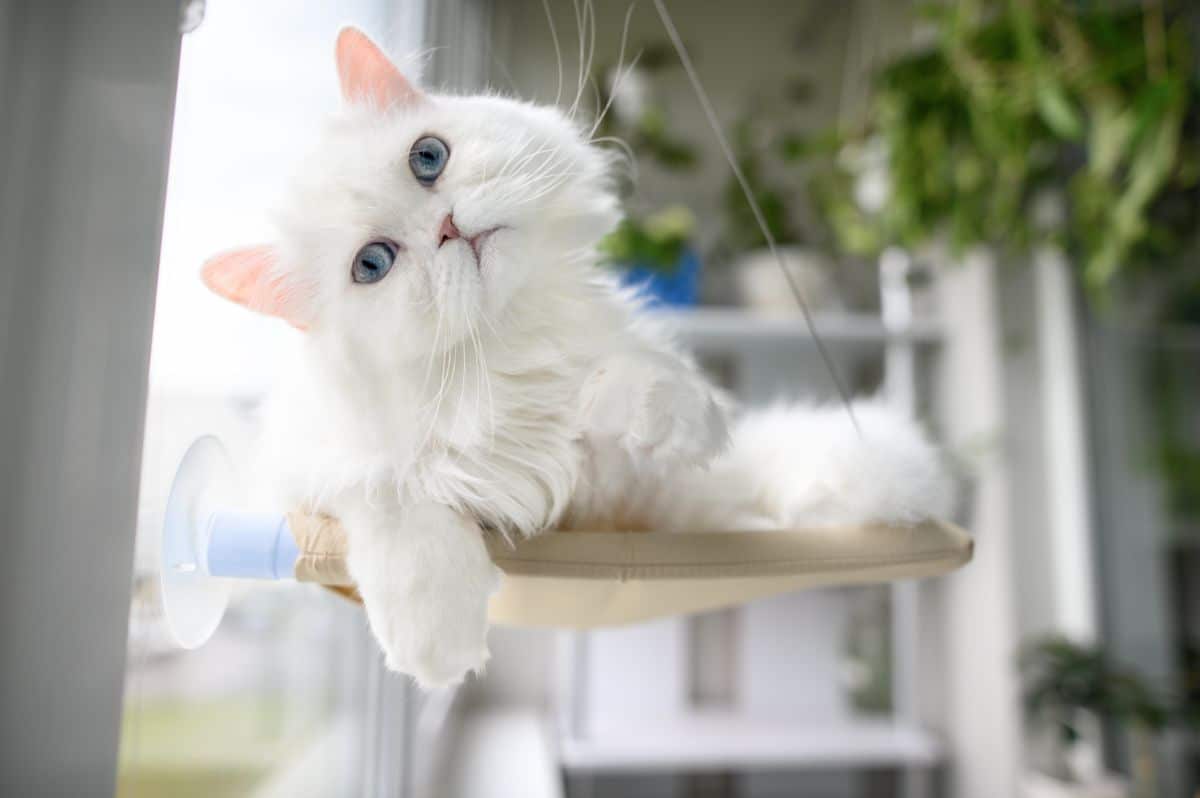A cute white cat with blue eyes relaxing on a cat window perch.
