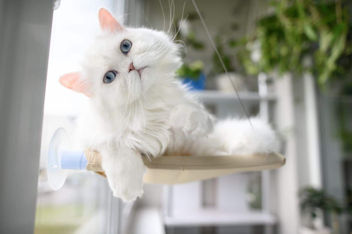 11 Cat Window Perches Your Cat Will Love MaineCoon