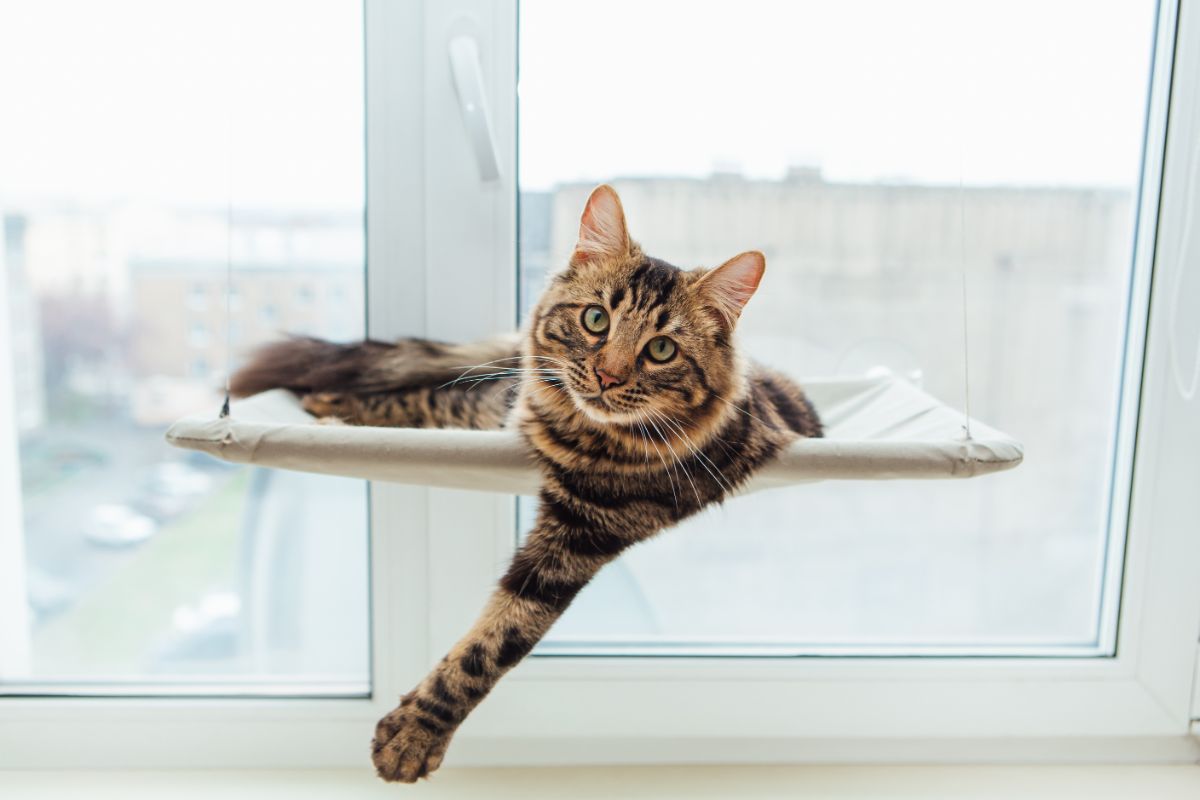 A cute tabby cat relaxing on a cat window perch.