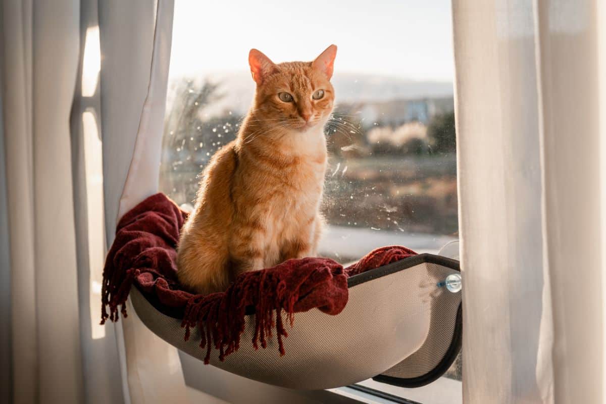 A ginger tabby cat is sitting in a cat window hammock.