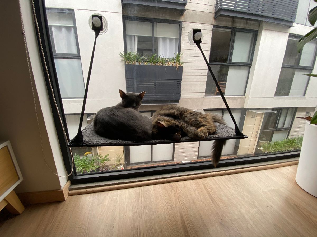 Two gray cats relaxing on a cat window hammock.