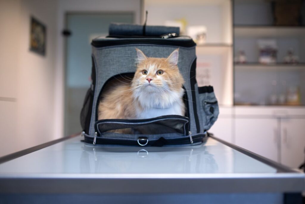 11 Best Pet Carriers For Maine Coons (Cat Tested!)