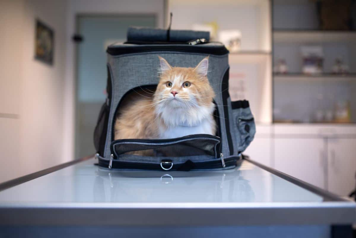 A white-cream maine coon in a pet carrier.