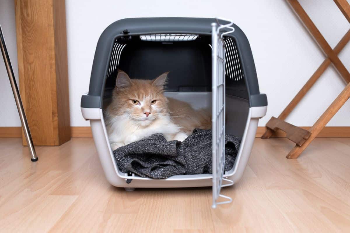 A white-cream maine coon in a pet carrier.