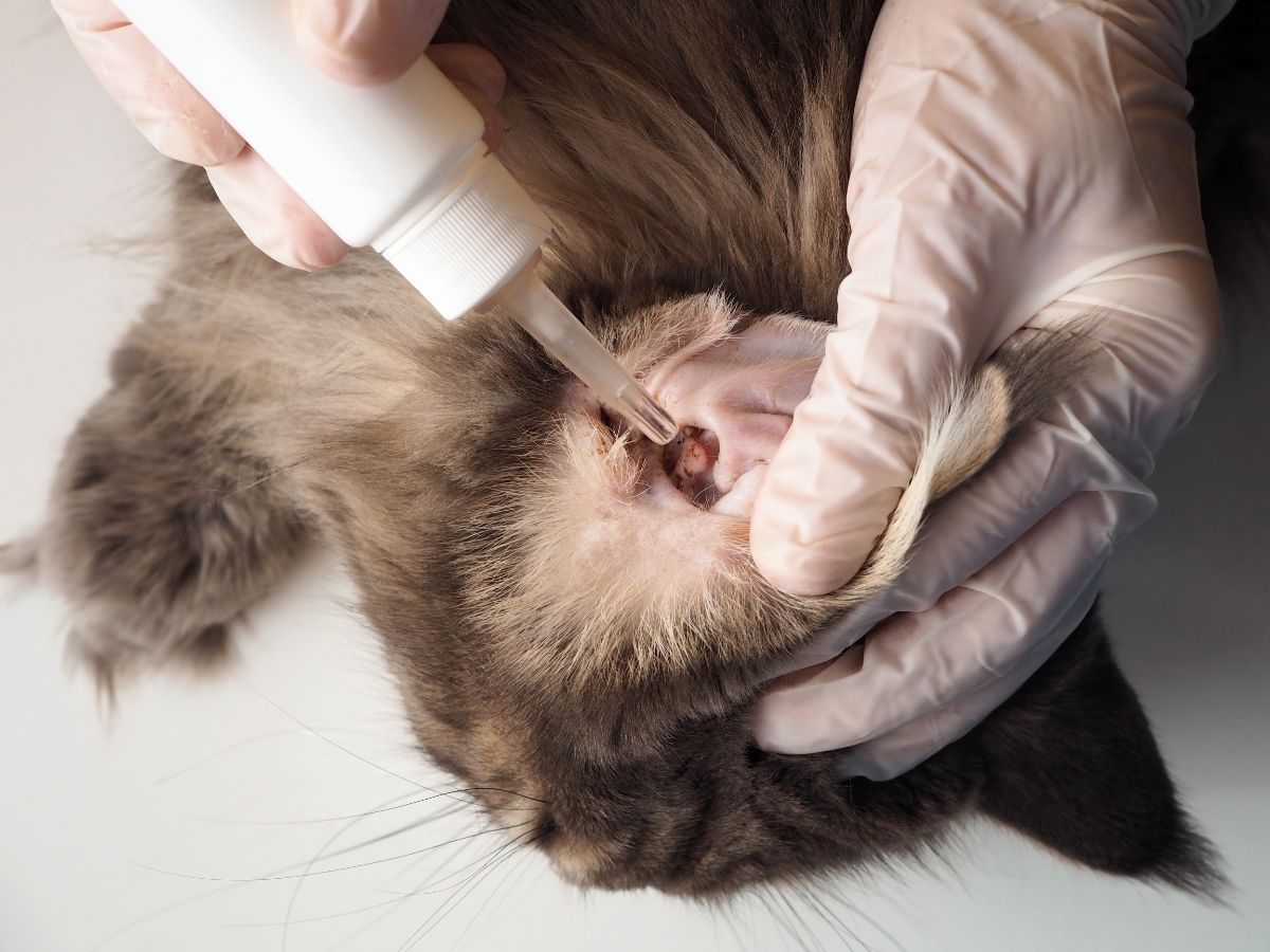 A veterinarian treating an ear infection of a gray maine coon.