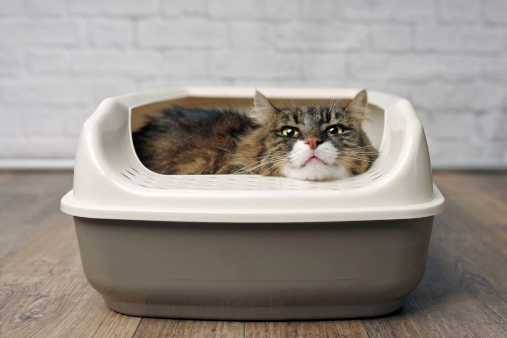 13 Best Litter Boxes for Maine Coons (Cat Tested!) - MaineCoon.org