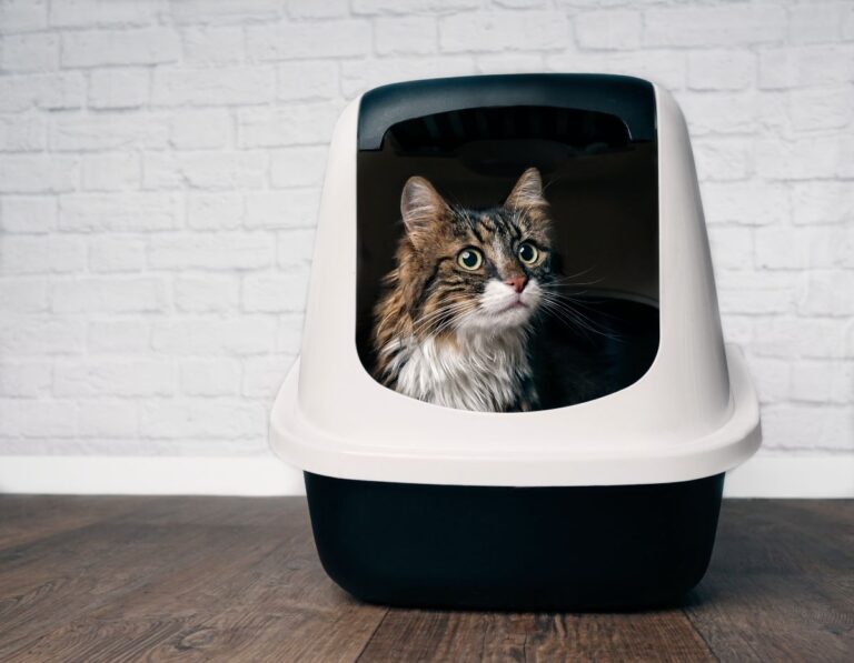 13 Best Litter Boxes for Maine Coons (Cat Tested!)