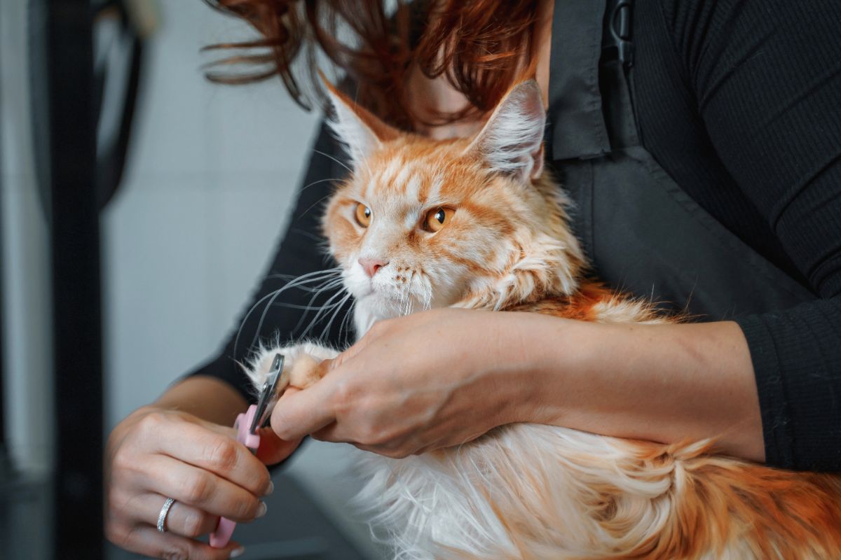 An owner trimming maine coon claws with nail cutters.