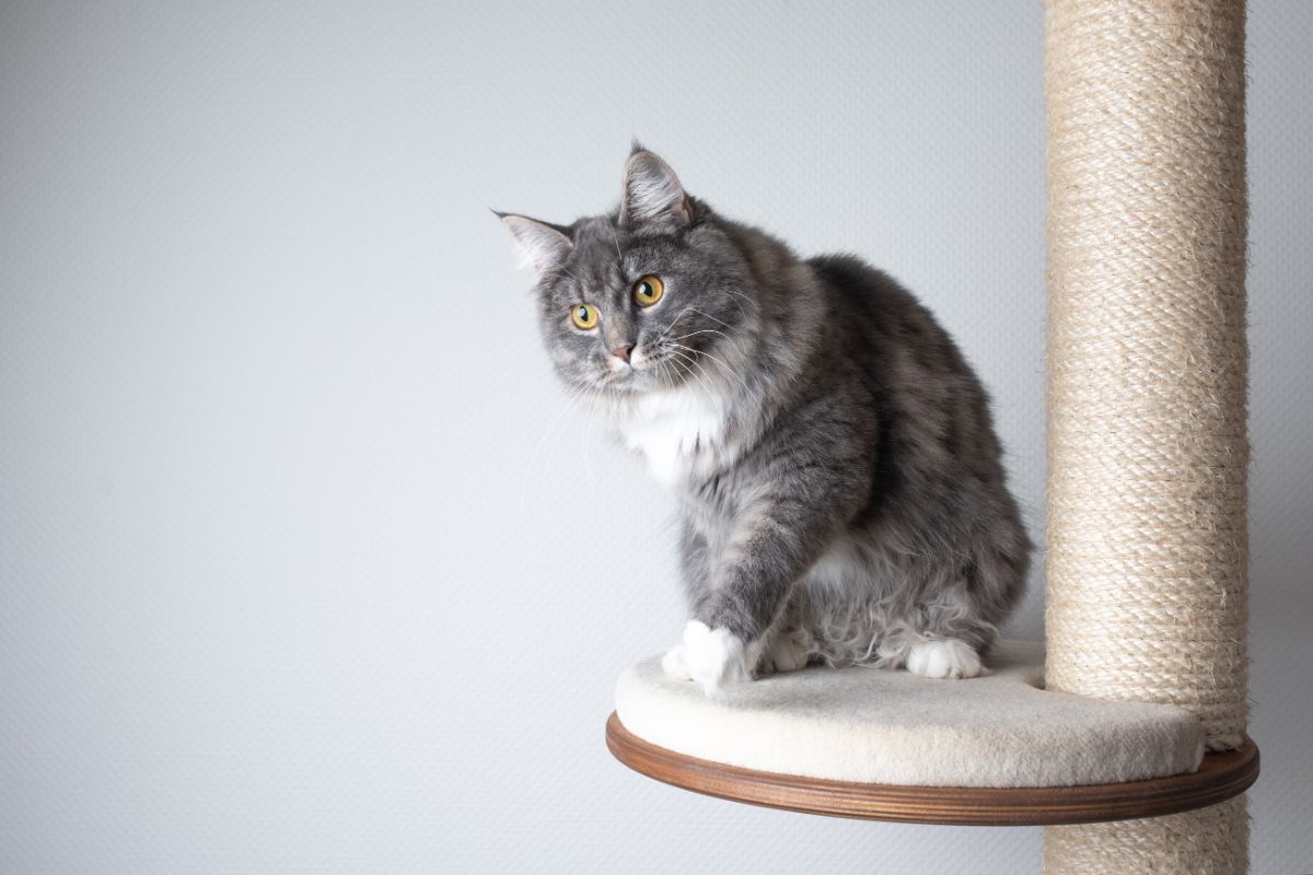A gray maine coon sitting next to a cat scratching post.