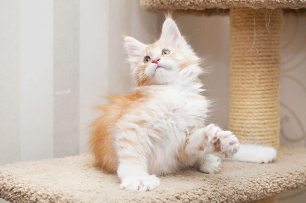 11 Best Maine Coon Scratching Posts - MaineCoon.org