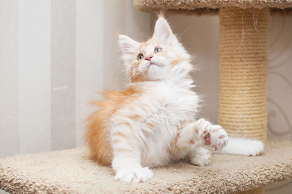 A fluffy white-cream maine coon kitten sitting on a cat scratching post.