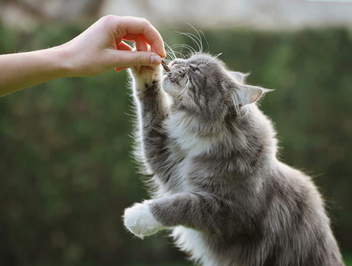 A hand giving a cat treat to a gray maine coon.