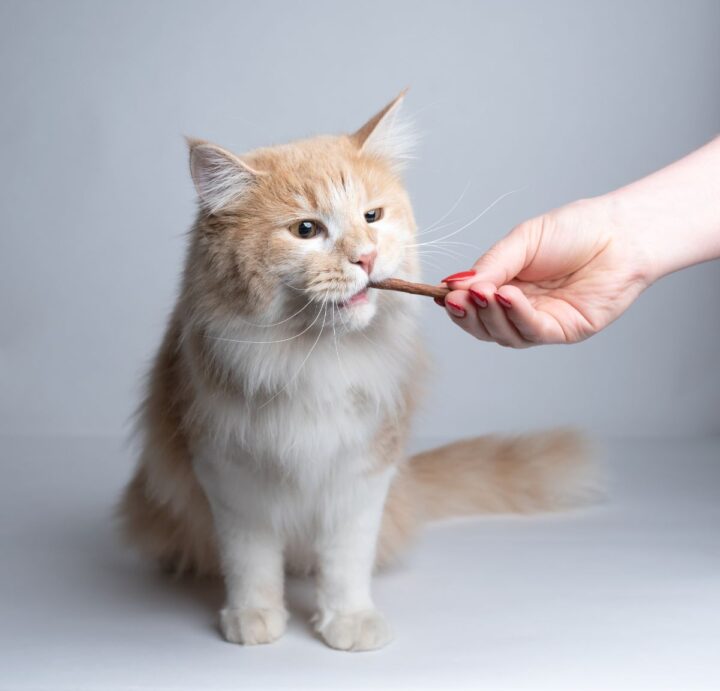 11 Best Maine Coon Treats of 2023 (Healthy & Savory)