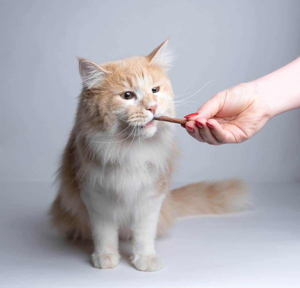 A white-cream maine coon eating a cat treat held by hand.
