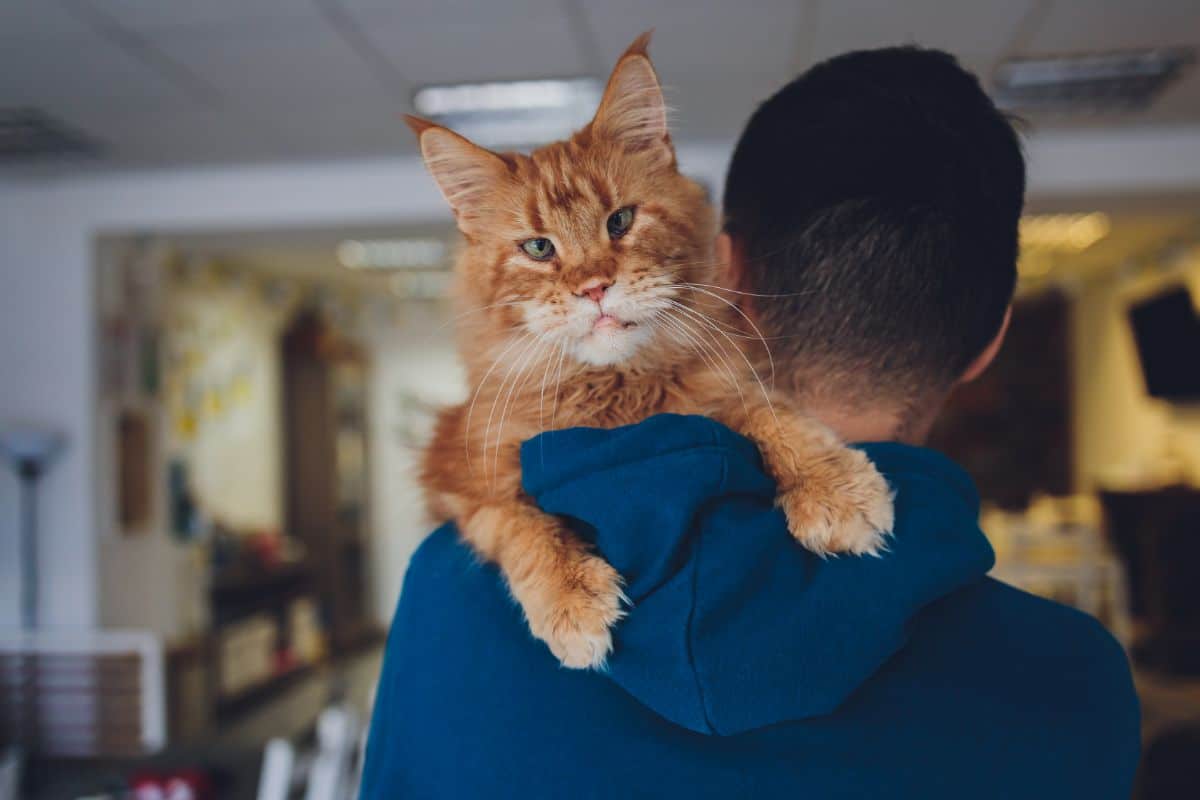 A man carrying a big ginger maine coon on a shoulder.