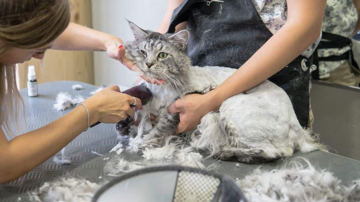 A silver tabby maine coon getting groomed by professionals.