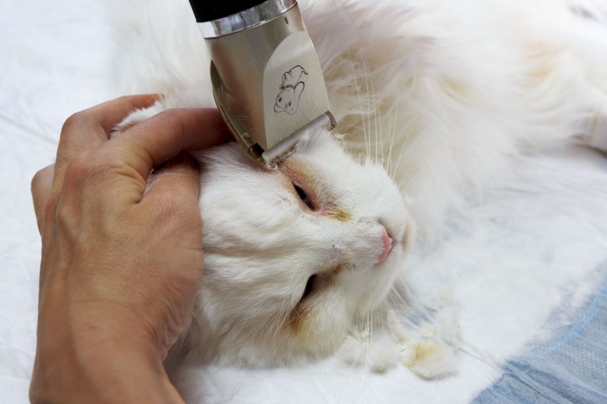 A man with clippers shaving a white maine coon cheeck.