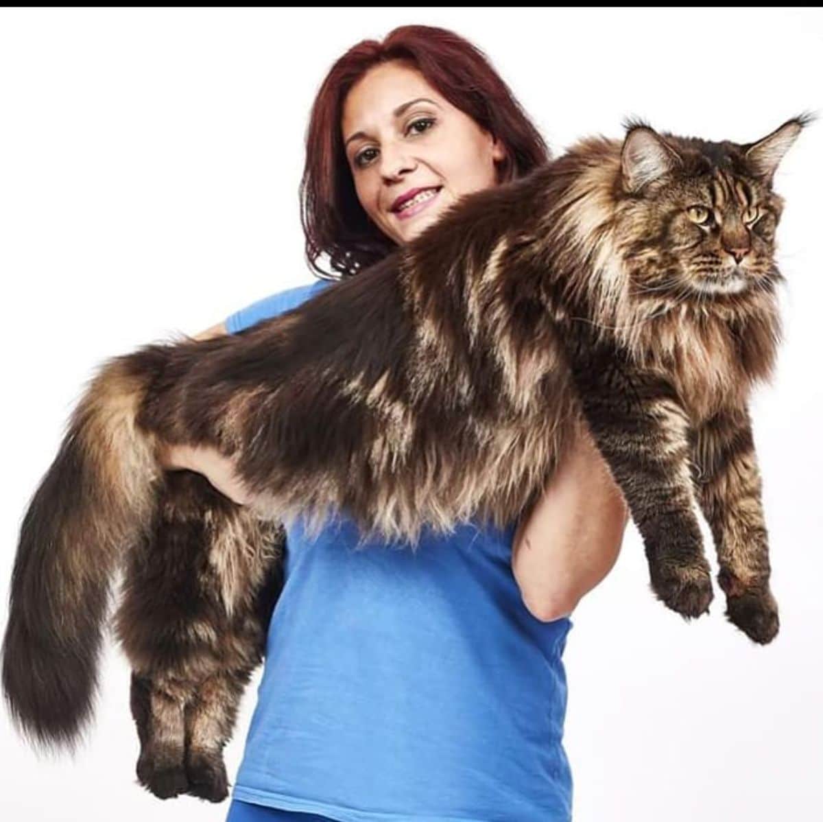 A woman holding a huge tabby maine coon.