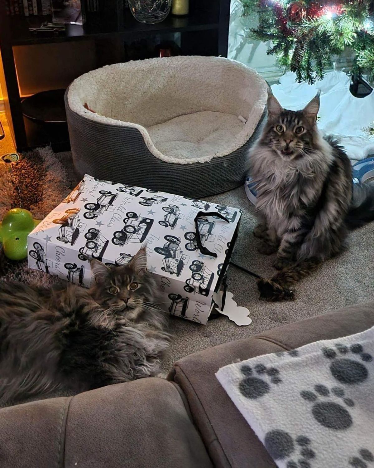 Two beautiful black maine coons relaxing on a carpet in a living room.