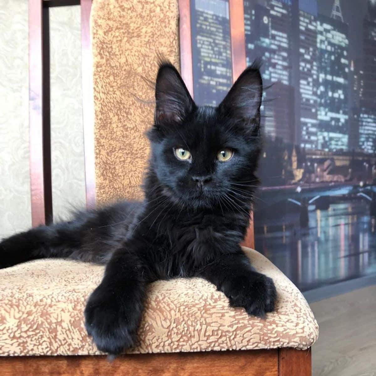 An adorable black maine coon kitten lying on a chair.