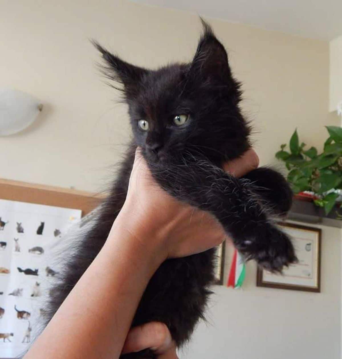 Hands holding a cute black maine coon kitten in the air.