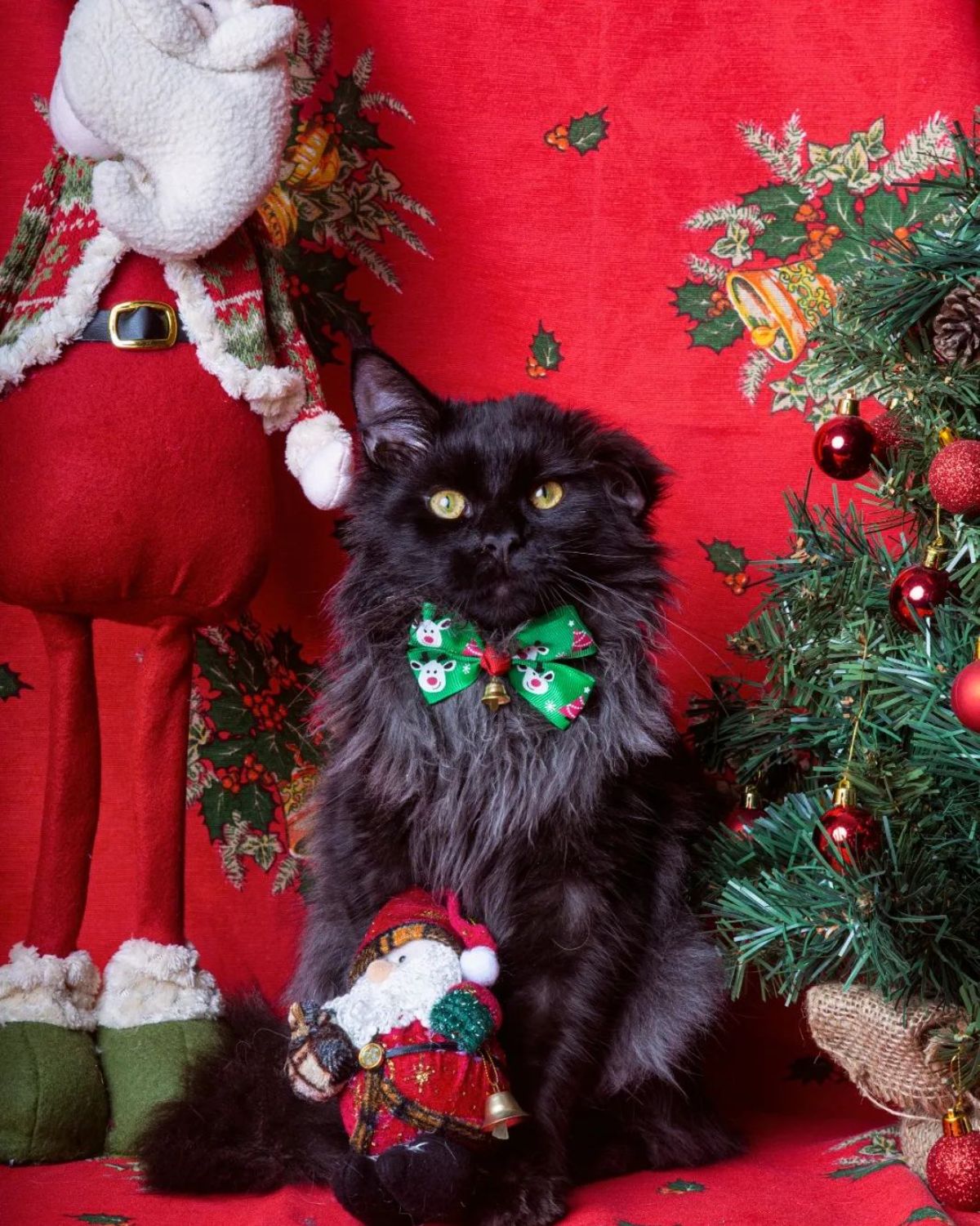 A beautiful black smoke maine coon with a festive bowtie sitting next to a christmas tree.