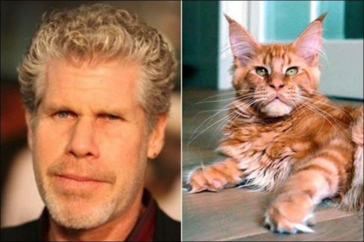 Image of Ron Perlman and image of a ginger maine coon lying on a floor.