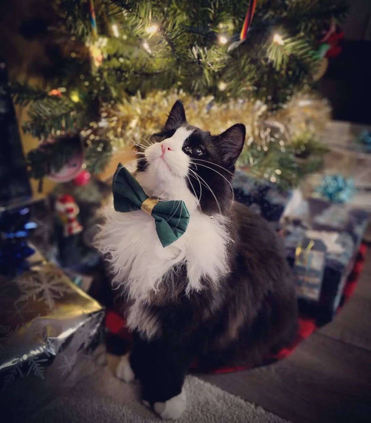 An adorable tuxedo maine coon with a green bowtie standing near a christmas tree.