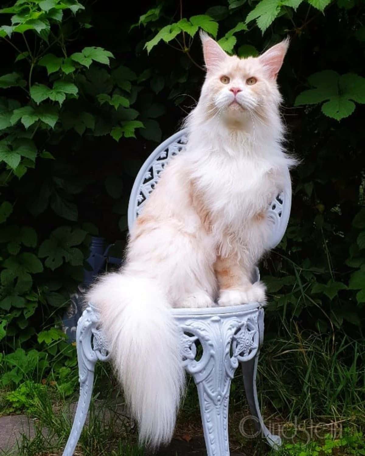 A fluffy cream maine coon sitting on a small chair outdoor.