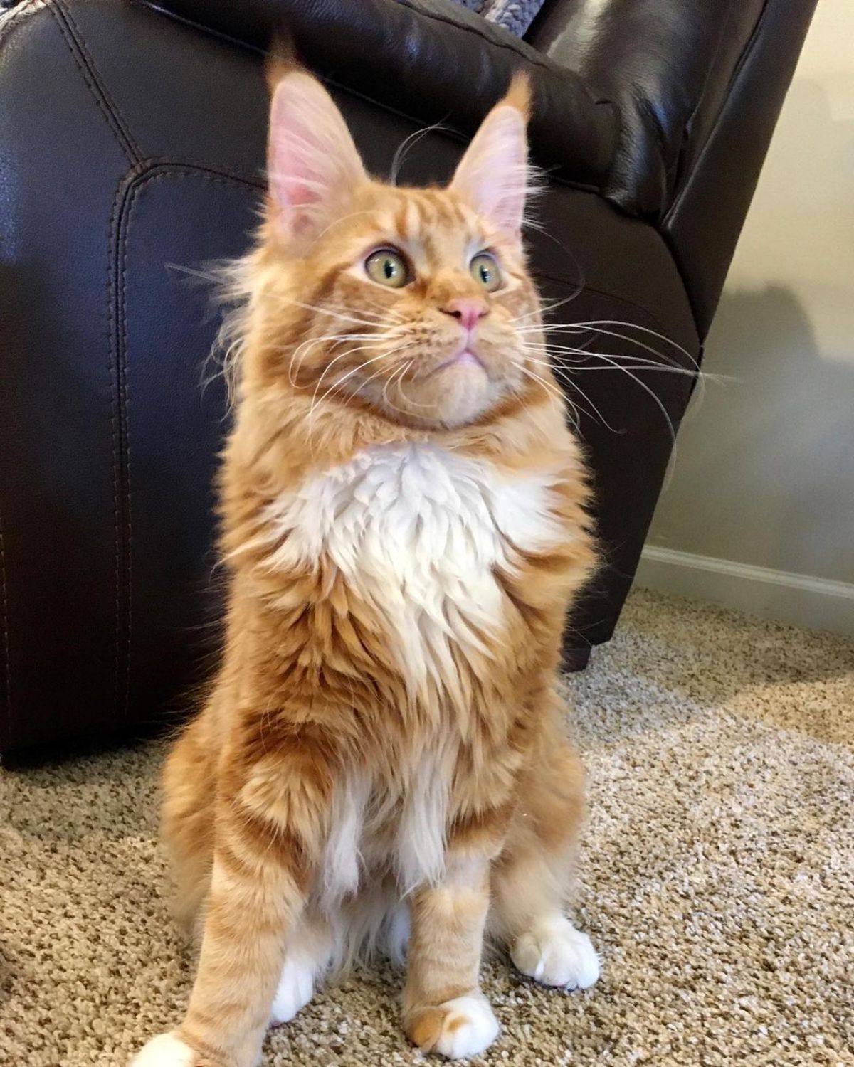 An adorable ginger maine coon kitten sitting on a carpet.