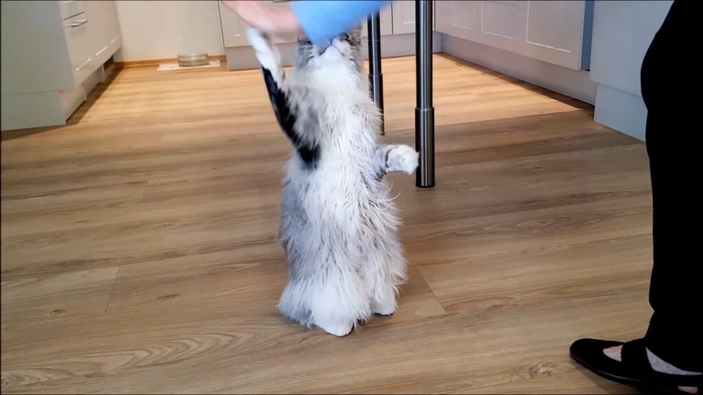 This Cute Maine Coon Cat Is Showing 8 Tricks