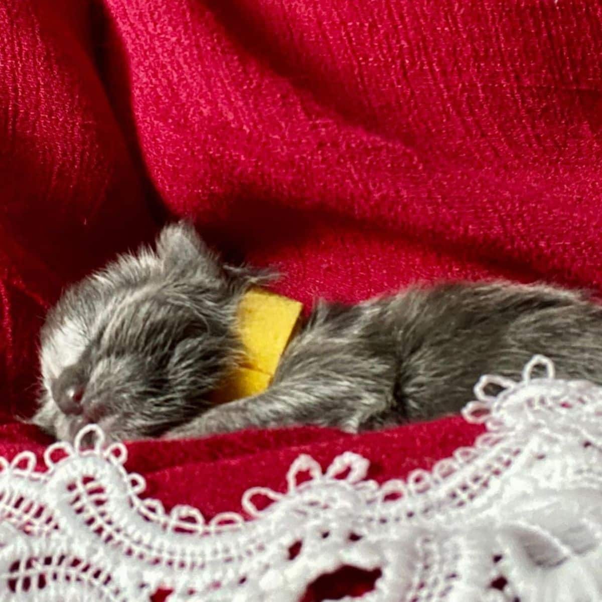 A cute gray maine coon kitten sleeping on a red blanket.