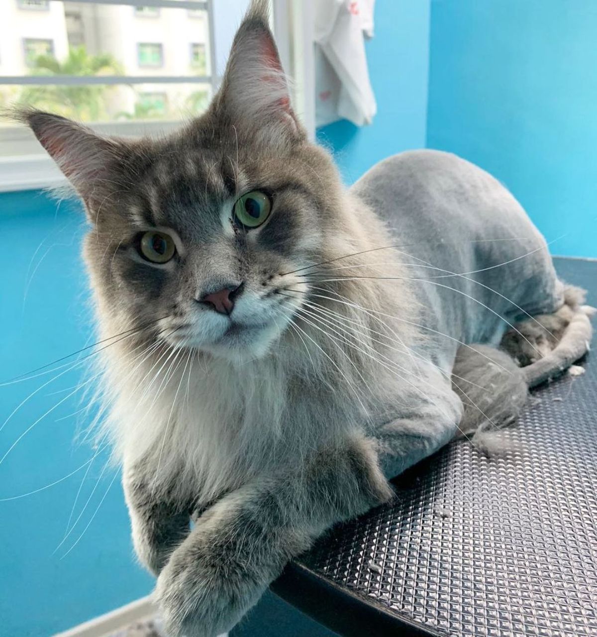A gray maine coon with a lion cut lying on a table.