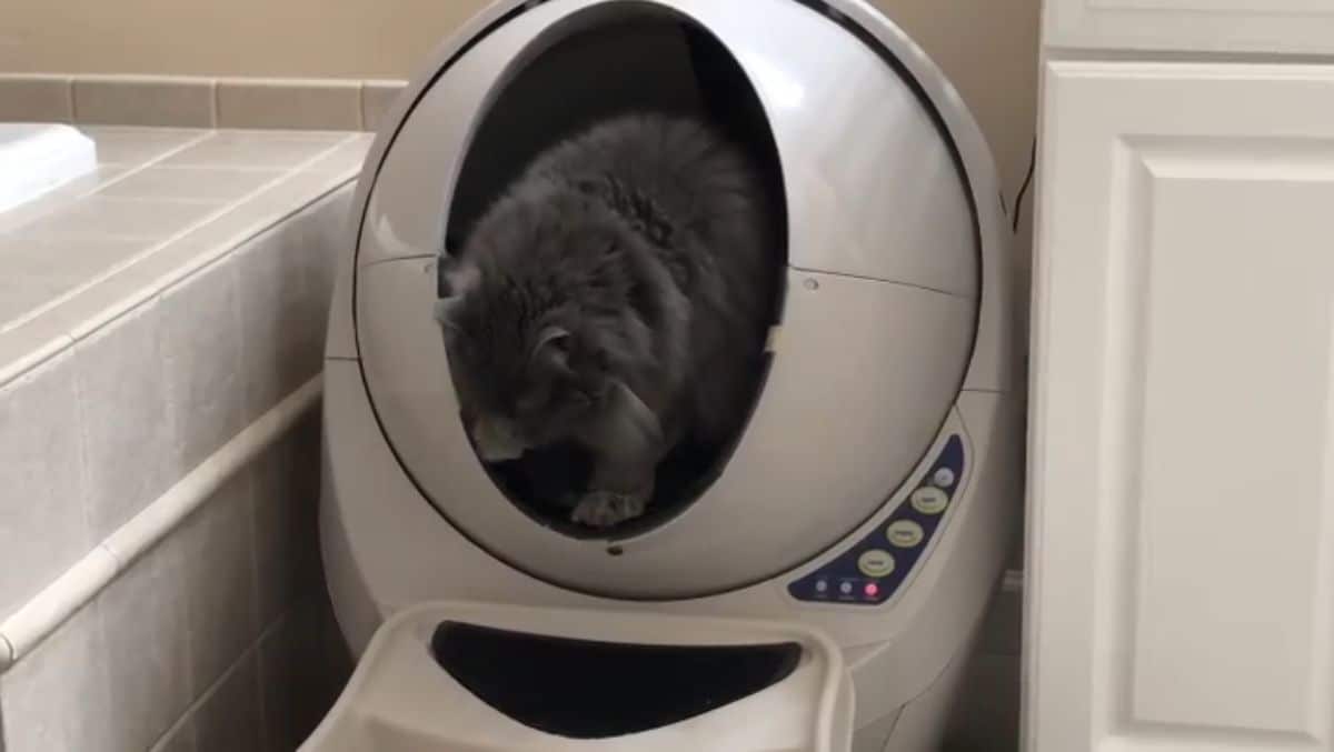 A black maine coon using a litter robot in a bathroom.