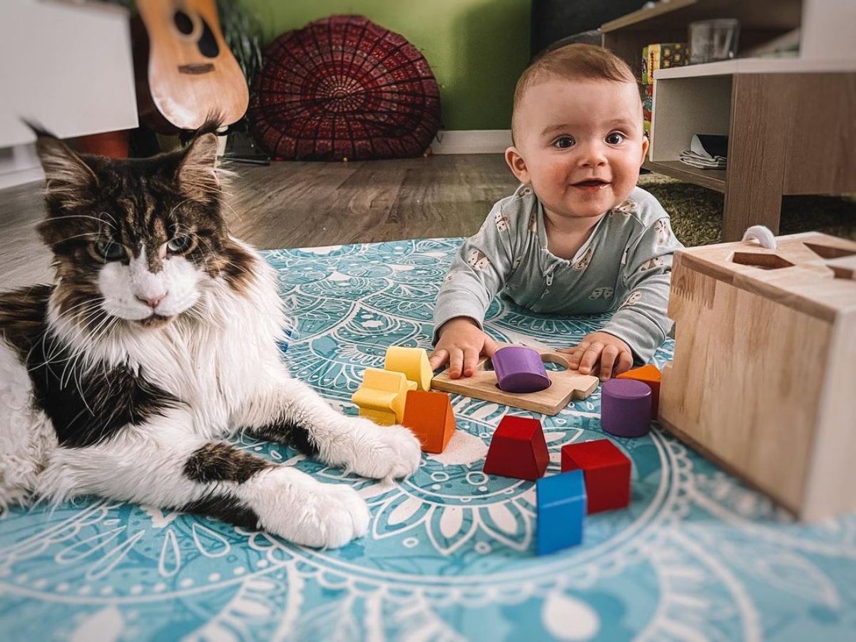 A baby and a big fluffy maine coon sitting on a floor with toys.