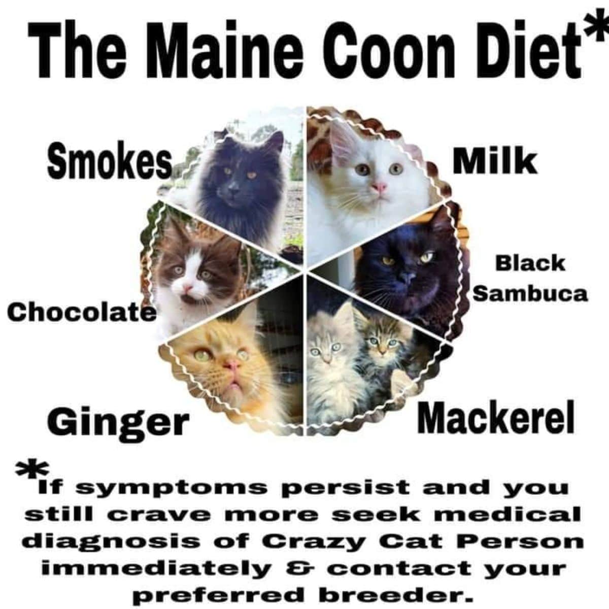 A maine coon meme.