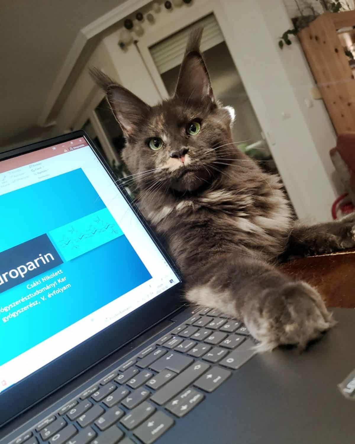 A calico maine coon kitten with a paw on a laptop.