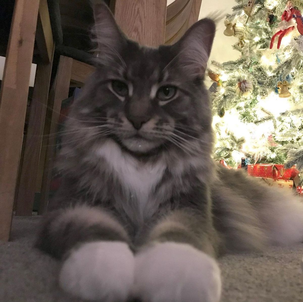 A close-up of gray maine coon paws lying on a carpet.