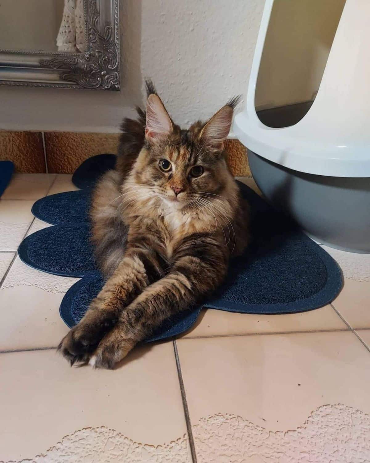 A tabby maine coon lying on a floor next to a litter box.