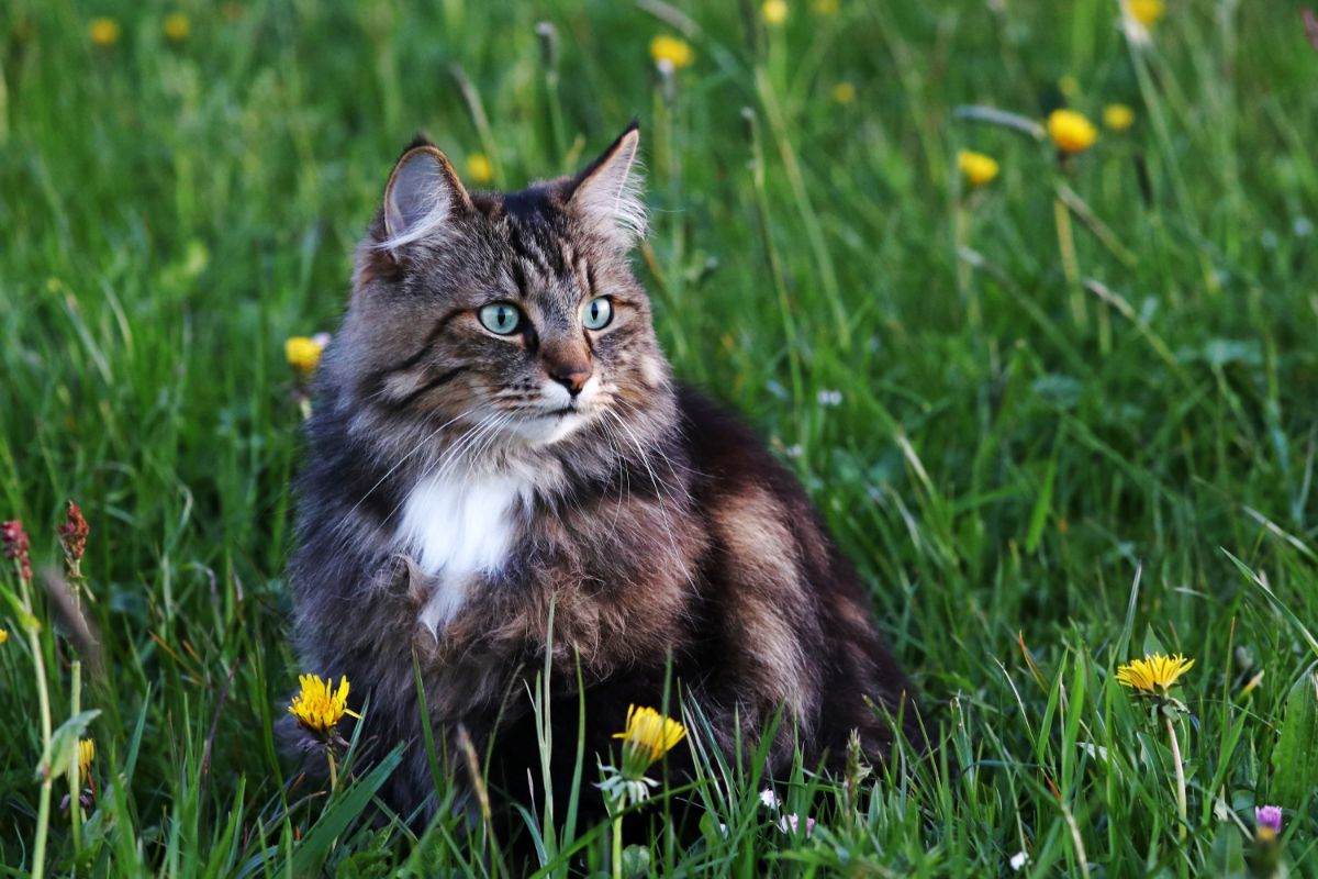 A beautiful tabby Norwegian Forest Cat sitting on a meadow.
