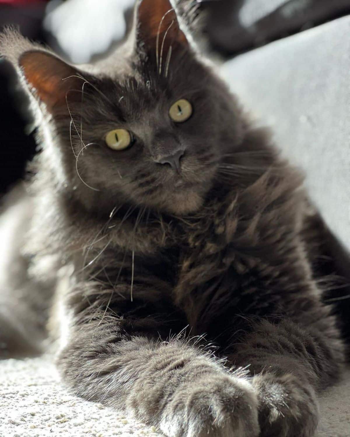 An adorable gray maine coon kitten with yellow eyes lying on a couch.